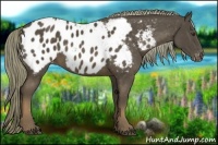 Horse Color:Liver Chestnut Appaloosa