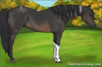 Horse Color:Buckskin Tobiano