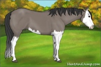 Horse Color:Grullo Splash