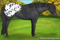 Horse Color:Black Appaloosa