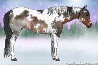 Horse Color:White Spotted Brown Tobiano Rabicano 