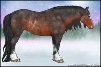 Horse Color:Brown Sabino Rabicano