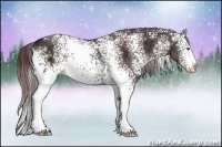 Horse Color:White Spotted Chocolate Brown Chinchilla Ice Sabino 