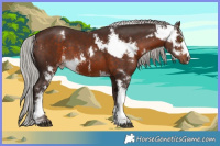 Horse Color:White Spotted Silver Bay Mushroom Sabino  and Silver Bay Mushroom Sabino 