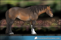 Horse Color:Buckskin Tobiano