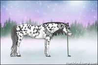 Horse Color:Black Sabino Appaloosa Rabicano
