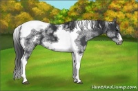 Horse Color:White Spotted Black Splash Tobiano Frame Appaloosa