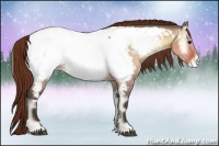 Horse Color:Buckskin Onyx Appaloosa 