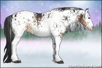 Horse Color:White Spotted Brown Appaloosa 
