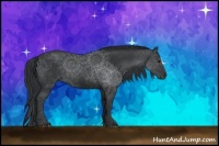 Horse Color:Black Rabicano 