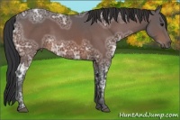 Horse Color:Bay Ice