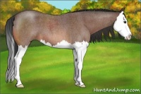 Horse Color:Bay Roan Splash 