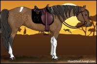 Horse Color:Buckskin Tobiano 