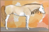 Horse Color:Gold Champagne Pearl Sabino Splash 