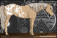 Horse Color:Palomino Appaloosa 