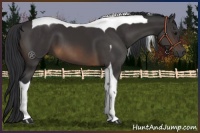 Horse Color:Buckskin Tobiano