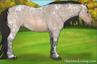 Horse Color:Buckskin Ice Roan Sabino 