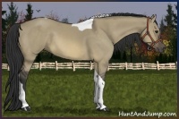 Horse Color:Buckskin Dun Tobiano 