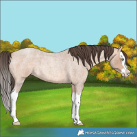 Horse Color:Amber Champagne Roan Splash 