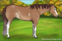 Horse Color:White Spotted Chocolate Bay Dun Rabicano