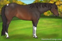 Horse Color:Buckskin Tobiano