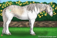 Horse Color:White Spotted Silver Smoky Blue Onyx Ice Roan 