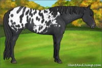 Horse Color:Black Sabino Appaloosa 