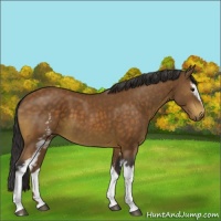 Horse Color:White Spotted Buckskin Sabino