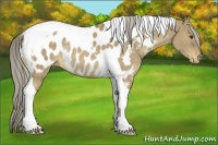 Horse Color:Chocolate Palomino Dun Tobiano Appaloosa Rabicano 