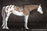Horse Color:Bay Dun Splash Appaloosa 
