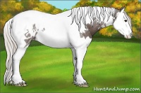 Horse Color:Silver Black Splash Tobiano Blanket 