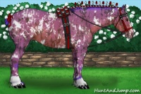Horse Color:White Spotted Liver Chestnut Splash Appaloosa  and Watercolor White Spotted Brown Sabino 