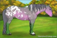 Horse Color:Watercolor White Spotted Buckskin Dun Appaloosa