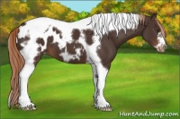 Horse Color:Liver Chestnut Tobiano Frame Appaloosa 