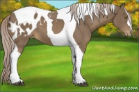 Horse Color:Chocolate Palomino Tobiano Appaloosa