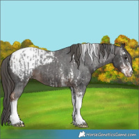 Horse Color:Brown Sabino Tobiano Appaloosa  and Liver Chestnut Sabino Tobiano Appaloosa 