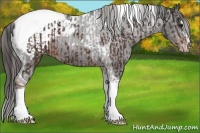 Horse Color:Brown Sabino Tobiano Appaloosa  and Liver Chestnut Sabino Tobiano Appaloosa 