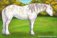 Horse Color:Watercolor White Spotted Cremello Onyx Splash Appaloosa