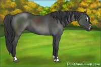Horse Color:Black Sabino