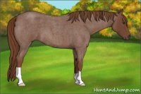 Horse Color:Red Roan 