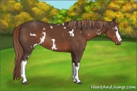 Horse Color:White Spotted Liver Chestnut 