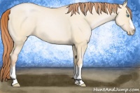 Horse Color:Buckskin Pearl Dun 