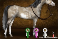 Horse Color:White Spotted Brown Roan Dun Frame 