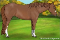 Horse Color:Chestnut 