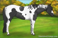 Horse Color:Black Tobiano 