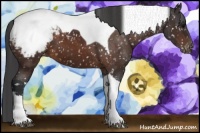 Horse Color:Brown Tobiano Appaloosa