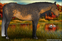 Horse Color:Buckskin 