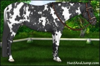 Horse Color:White Spotted Black Appaloosa 
