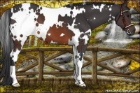 Horse Color:White Spotted Brown 