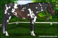 Horse Color:White Spotted Brown 